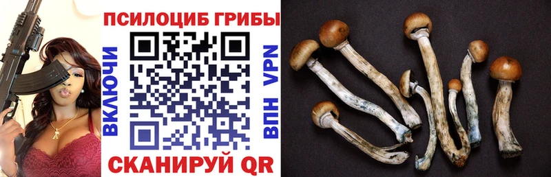 Псилоцибиновые грибы Magic Shrooms  Купить закладки  Каменск-Шахтинский 